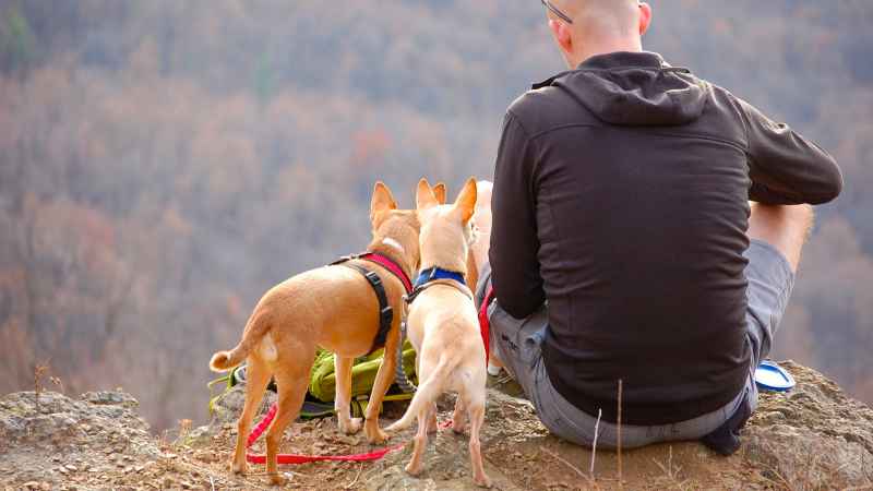 Camping with Pets: Tips and Guidelines